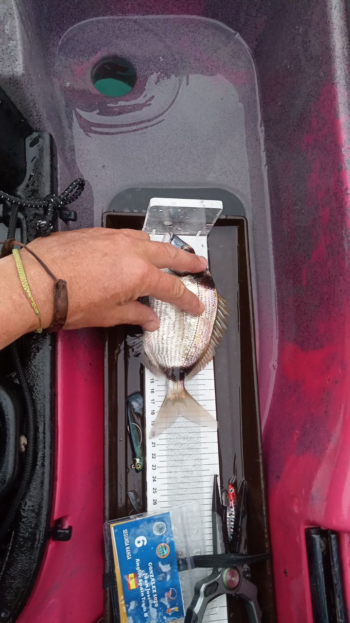 Black Bass (Largemouth bass)