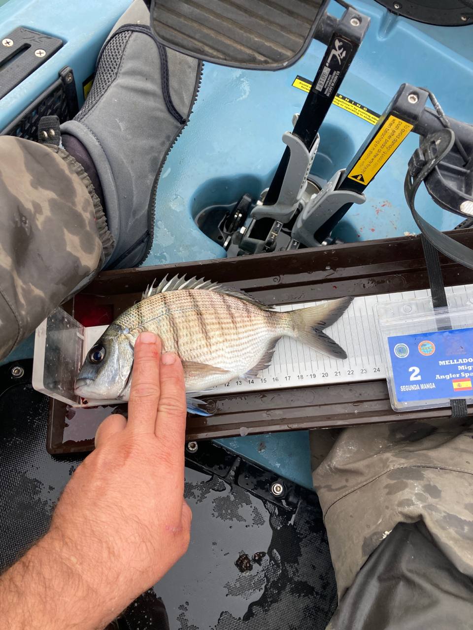 Black Bass (Largemouth bass)