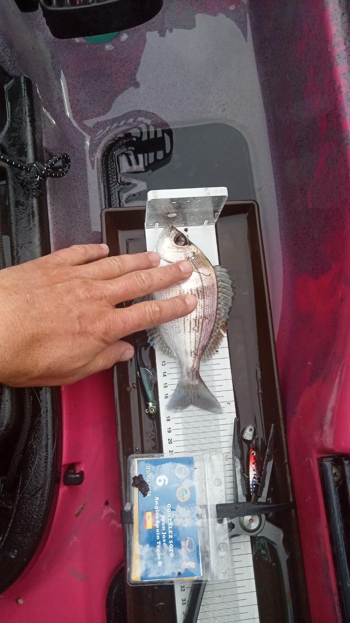 Black Bass (Largemouth bass)