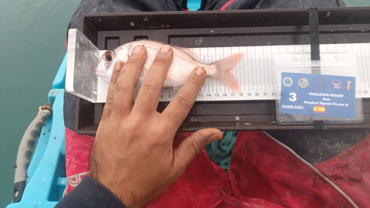 Black Bass (Largemouth bass)