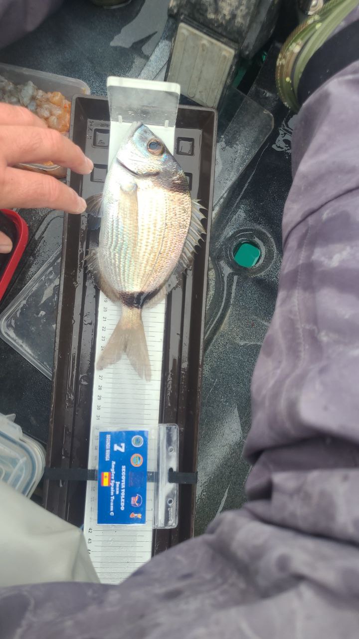 Black Bass (Largemouth bass)