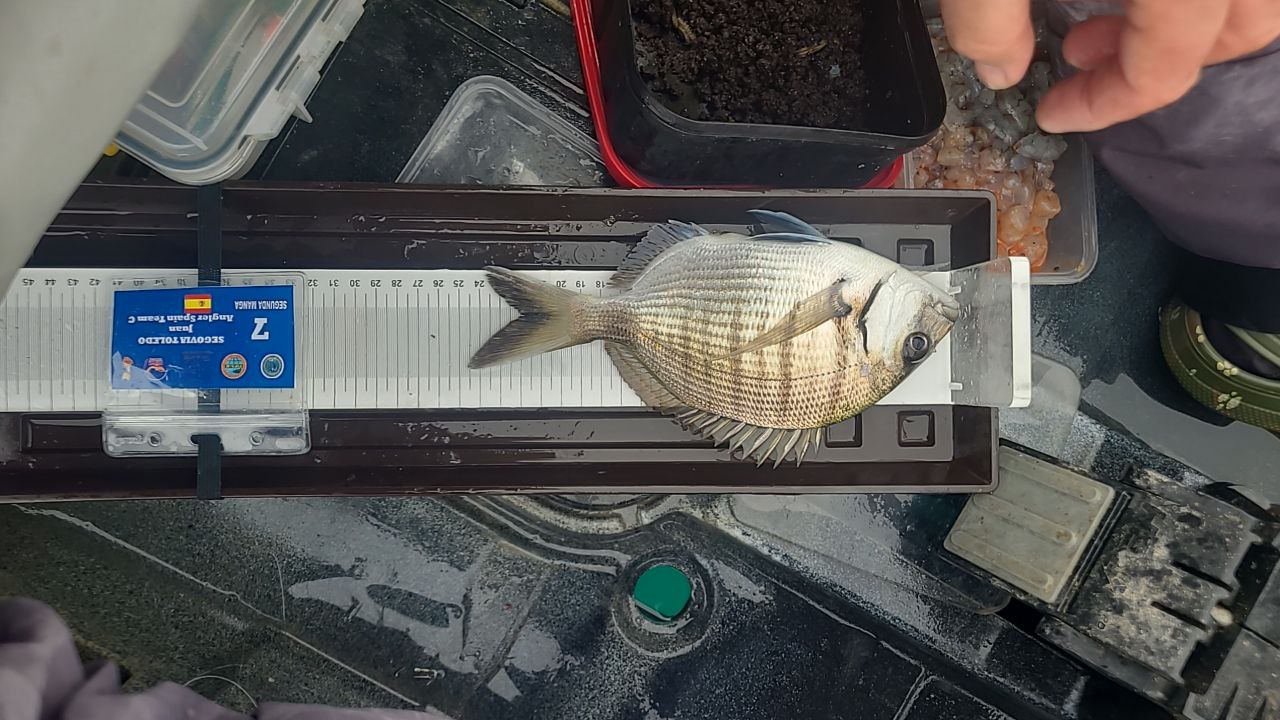 Black Bass (Largemouth bass)