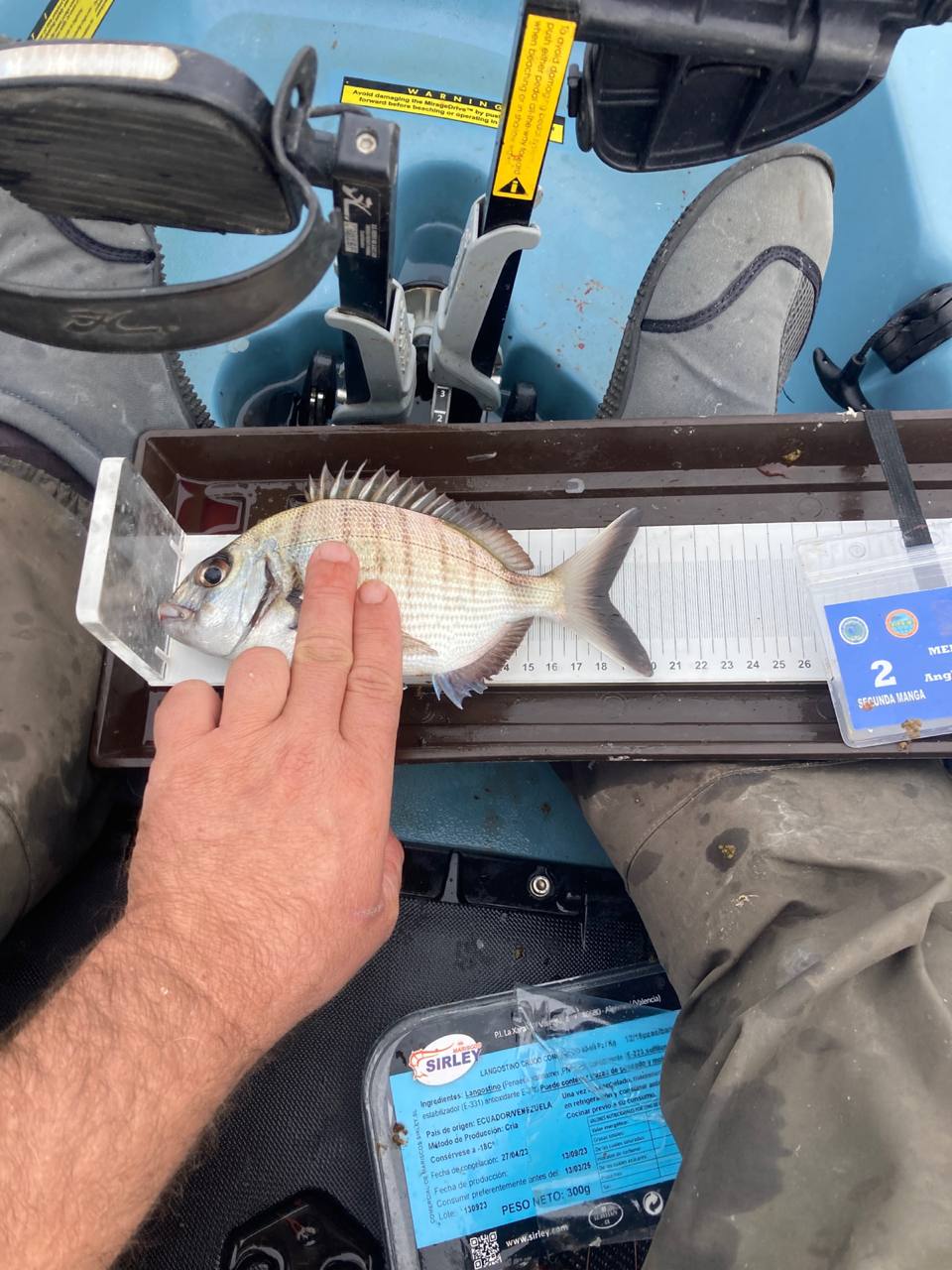Black Bass (Largemouth bass)