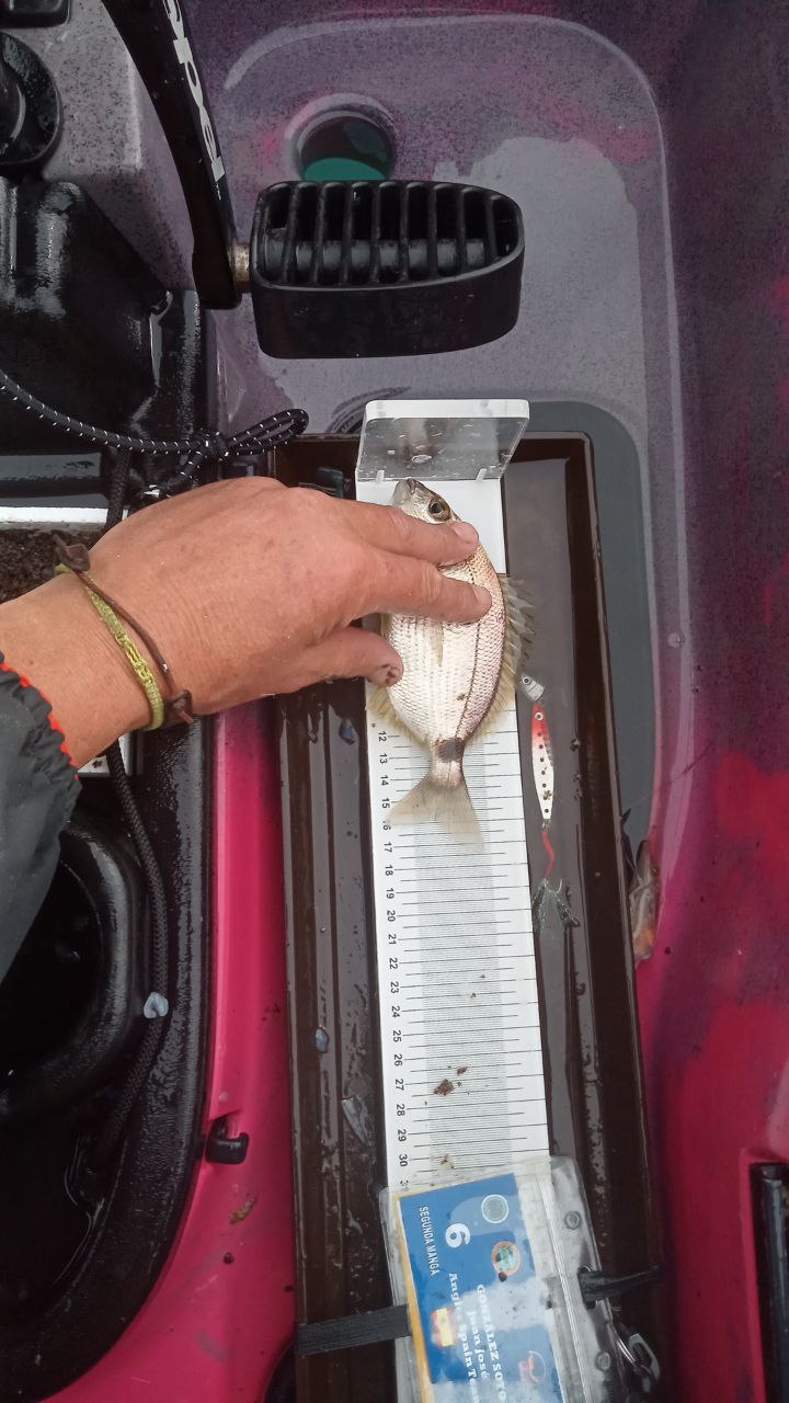 Black Bass (Largemouth bass)