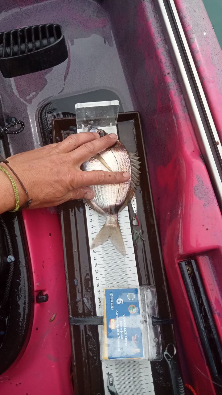 Black Bass (Largemouth bass)