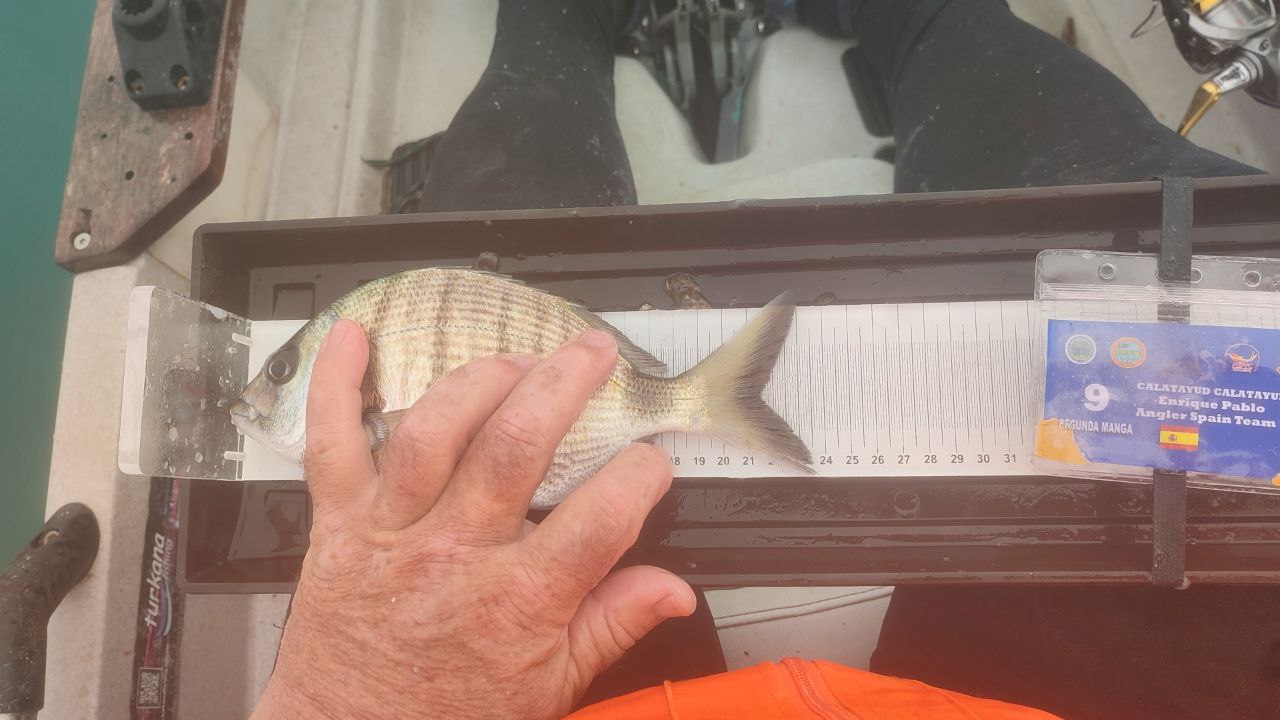 Black Bass (Largemouth bass)