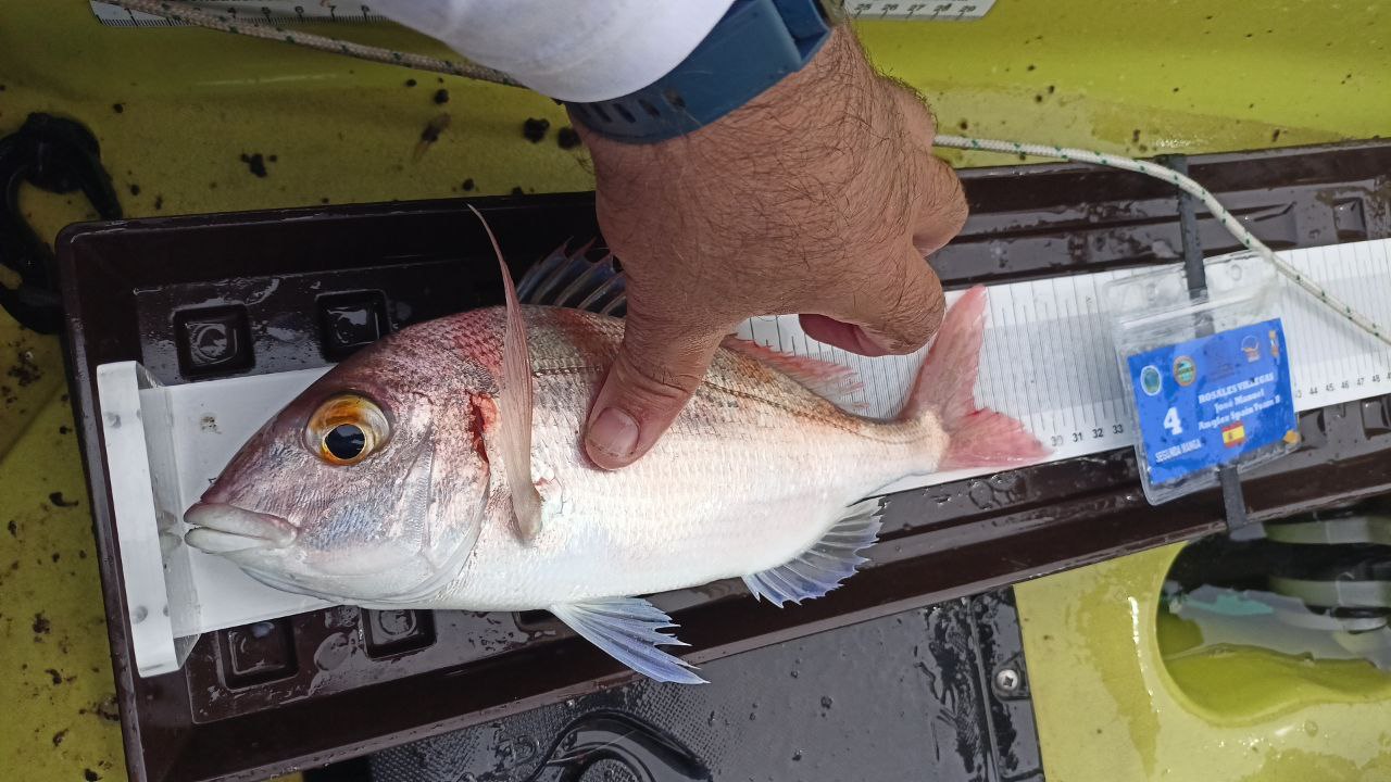 Black Bass (Largemouth bass)