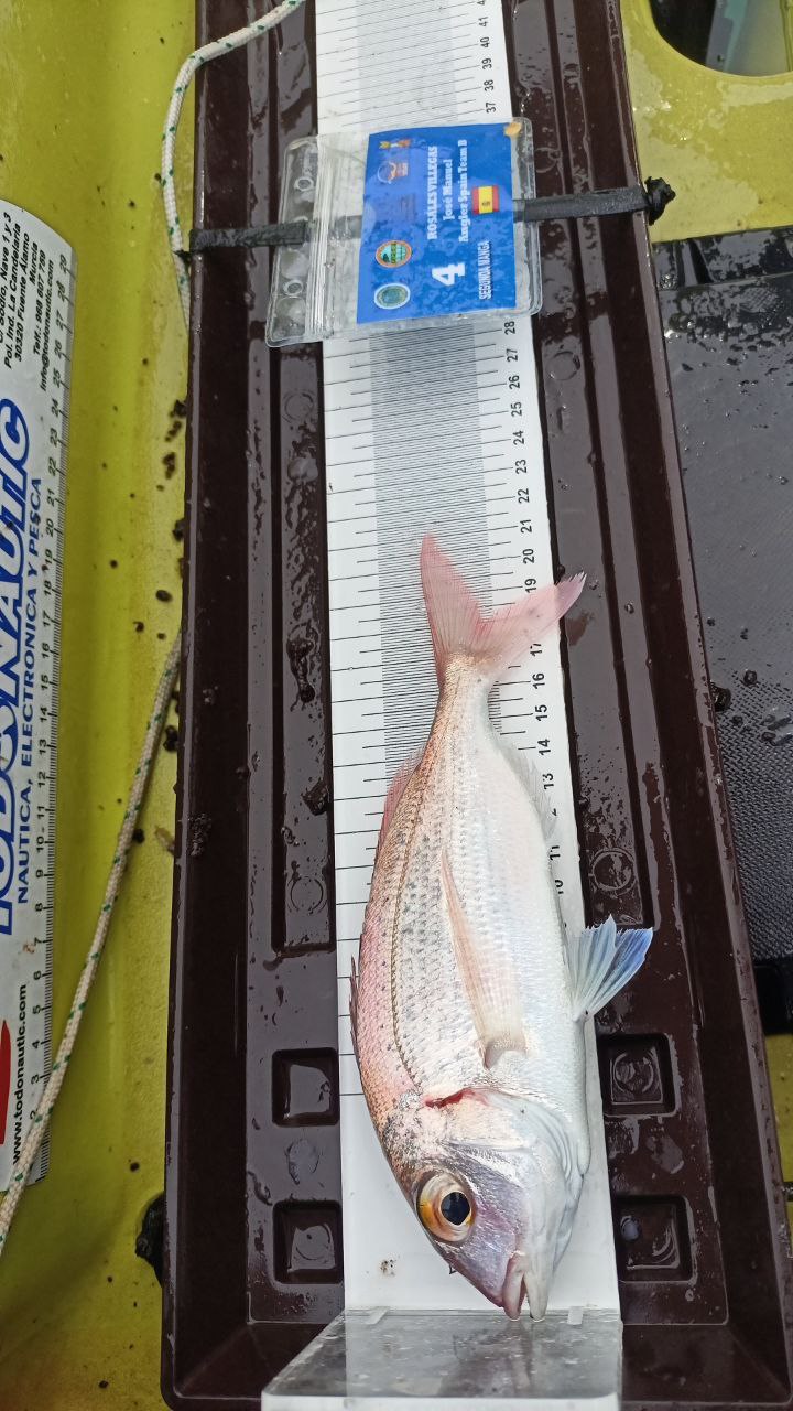Black Bass (Largemouth bass)