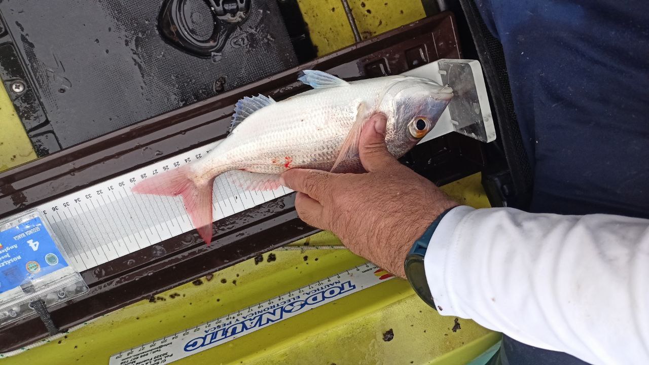 Black Bass (Largemouth bass)