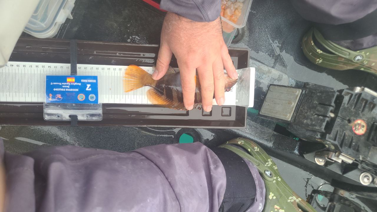 Black Bass (Largemouth bass)