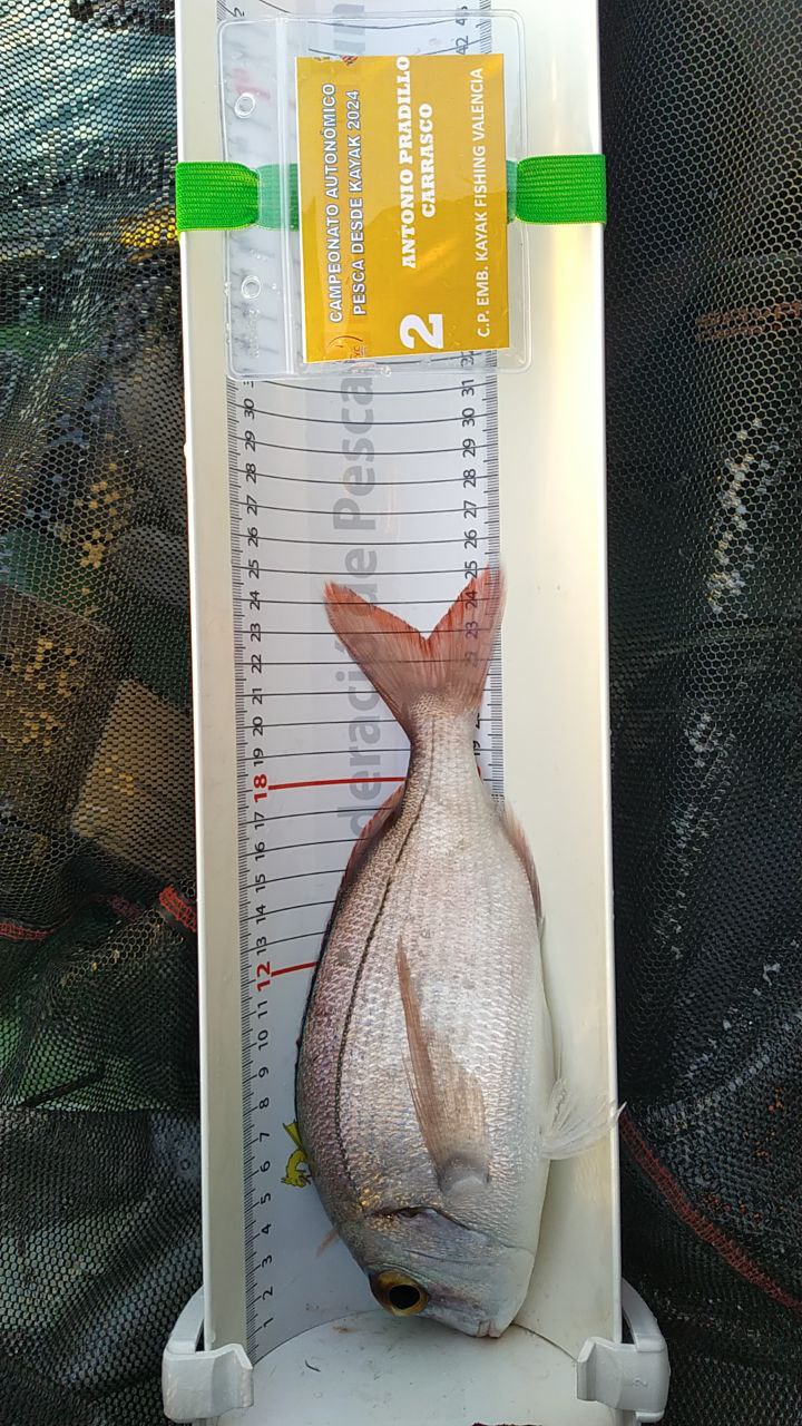 Black Bass (Largemouth bass)