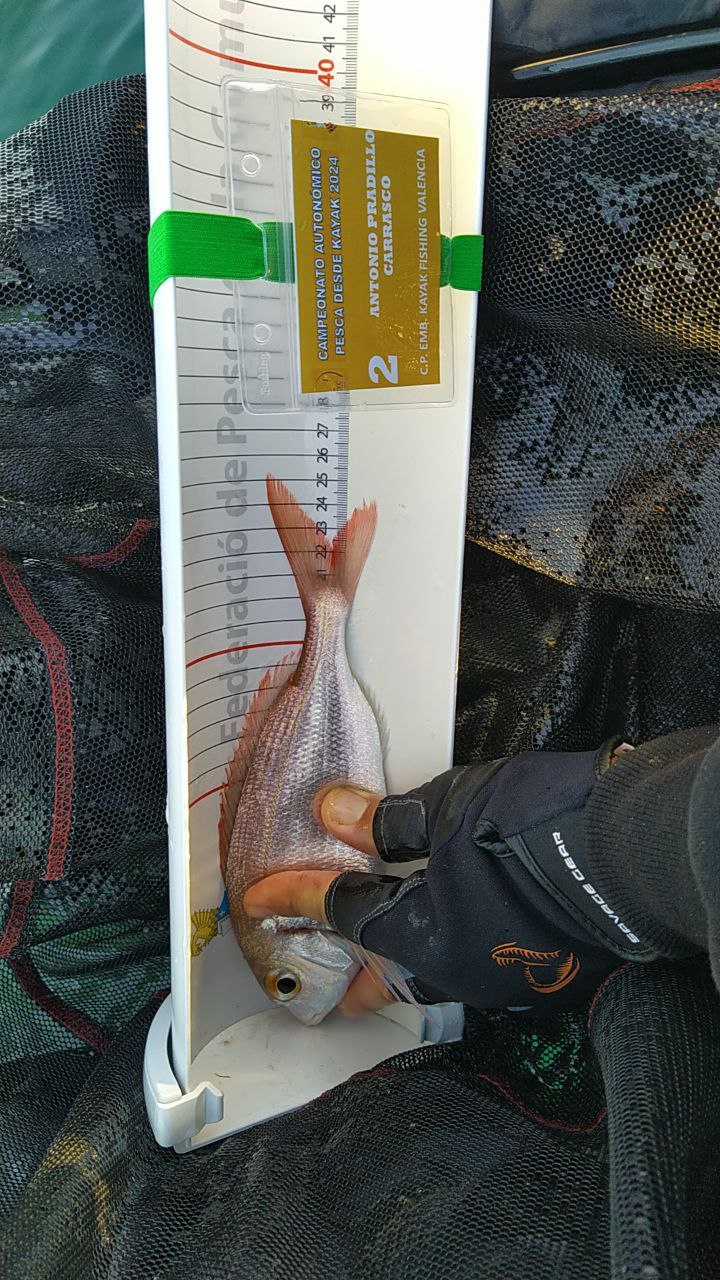 Black Bass (Largemouth bass)