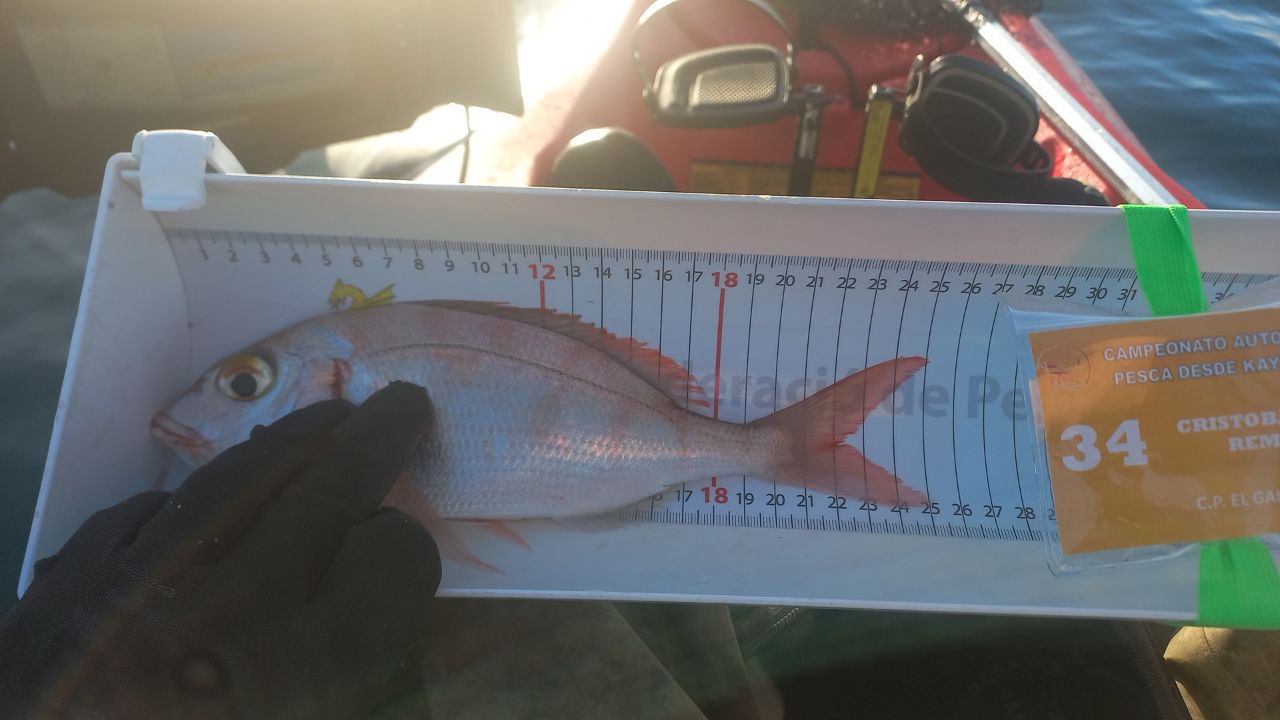 Black Bass (Largemouth bass)