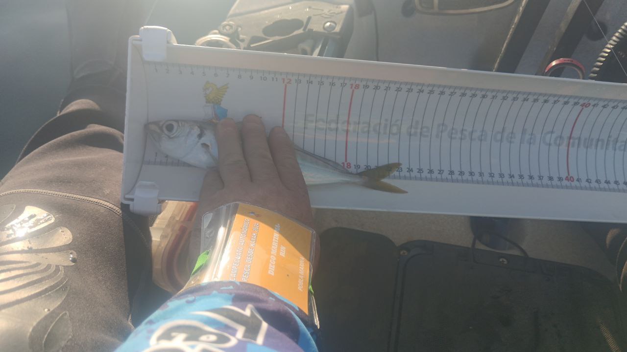Black Bass (Largemouth bass)