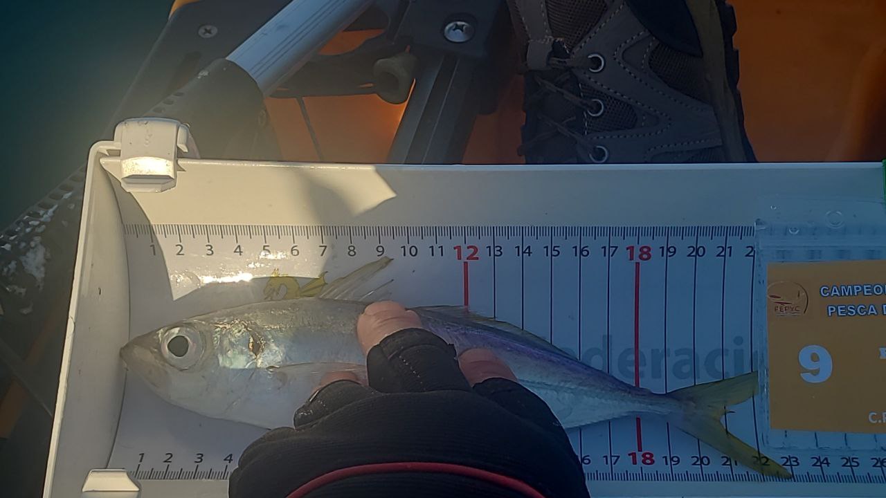 Black Bass (Largemouth bass)