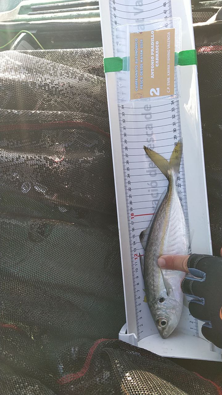 Black Bass (Largemouth bass)