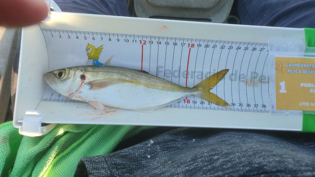 Black Bass (Largemouth bass)