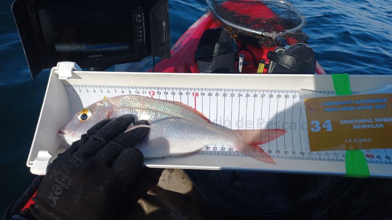 Black Bass (Largemouth bass)