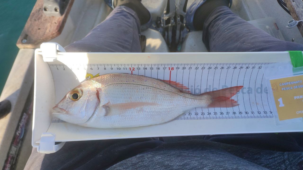 Black Bass (Largemouth bass)
