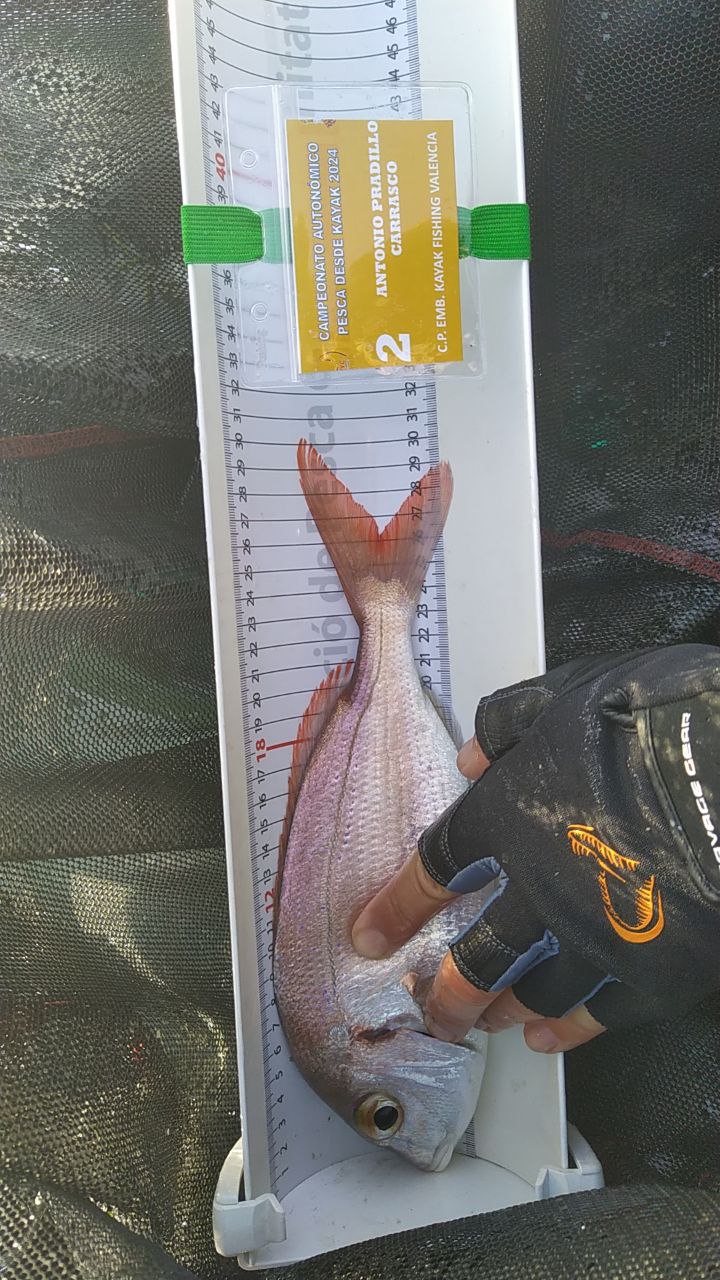 Black Bass (Largemouth bass)