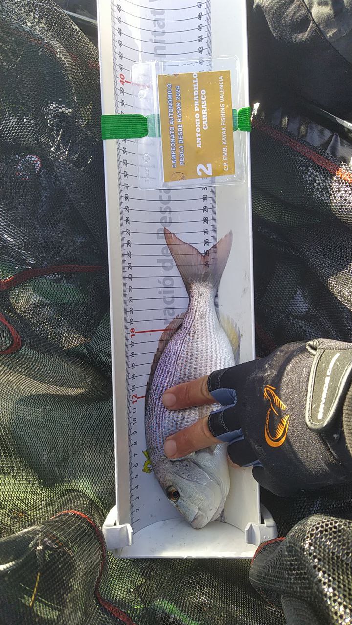 Black Bass (Largemouth bass)