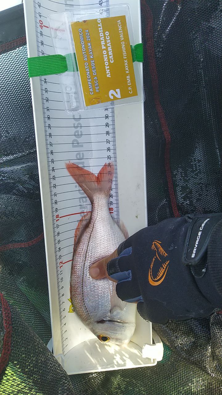 Black Bass (Largemouth bass)