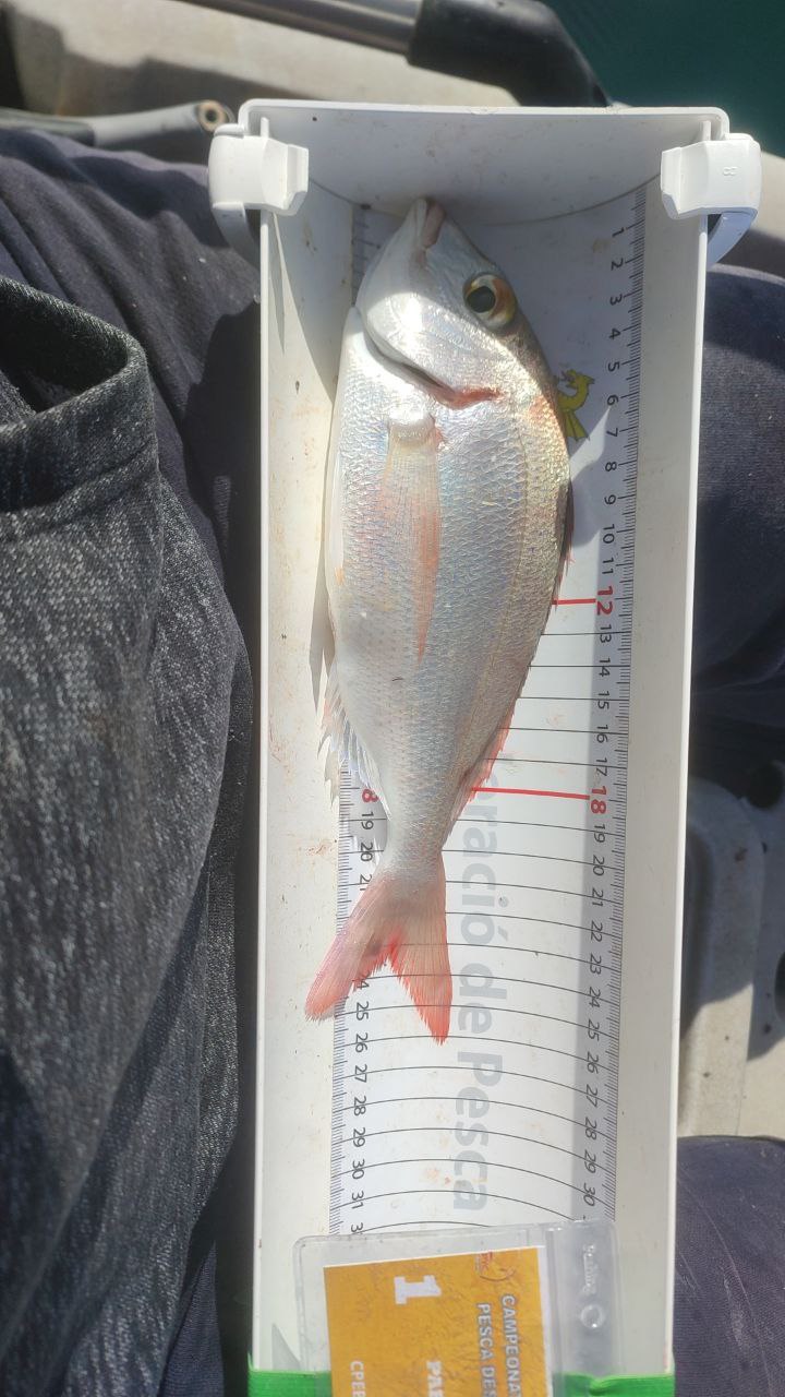 Black Bass (Largemouth bass)