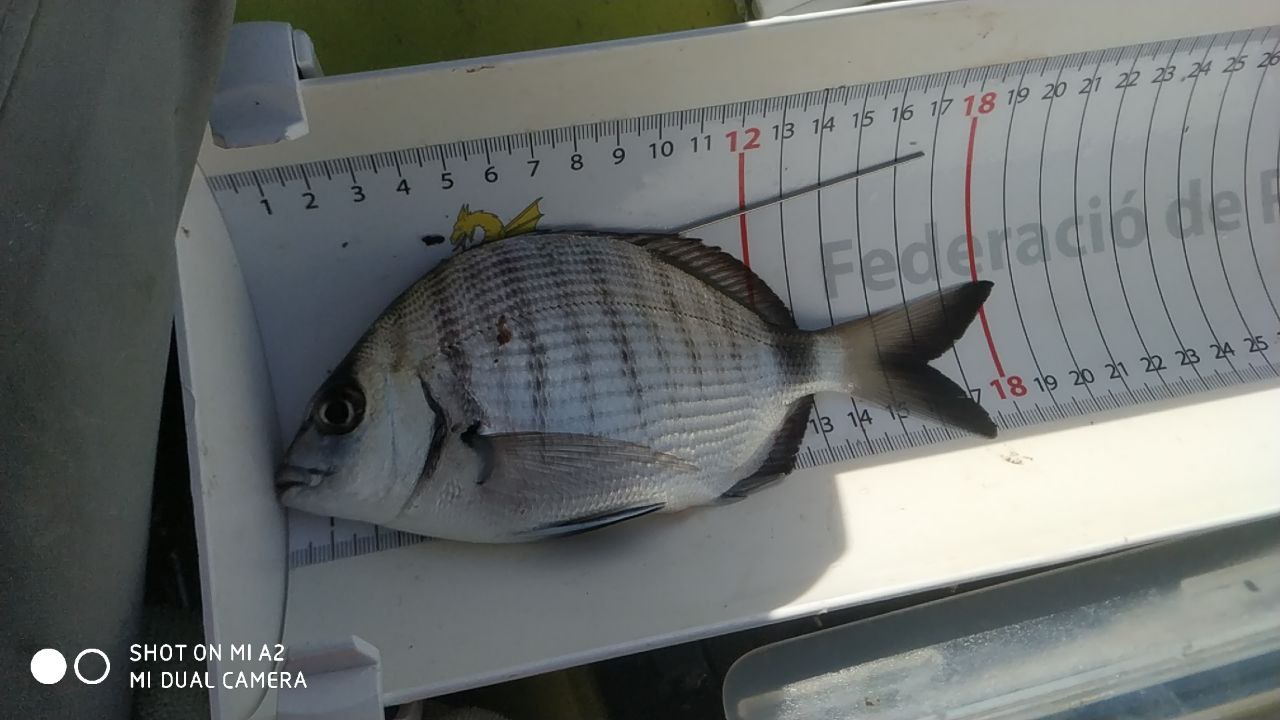 Black Bass (Largemouth bass)