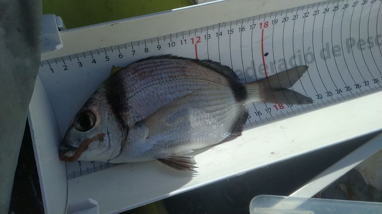 Black Bass (Largemouth bass)