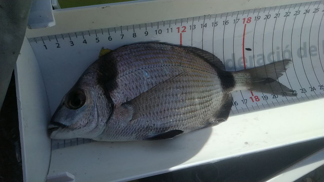 Black Bass (Largemouth bass)