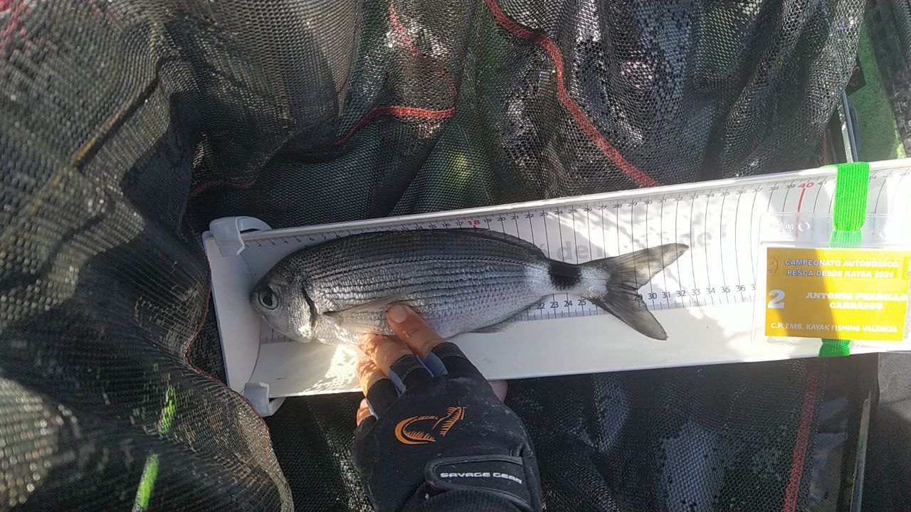 Black Bass (Largemouth bass)