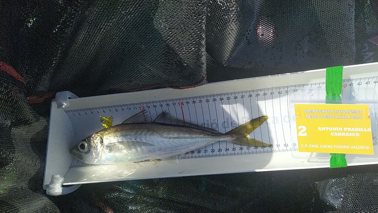 Black Bass (Largemouth bass)