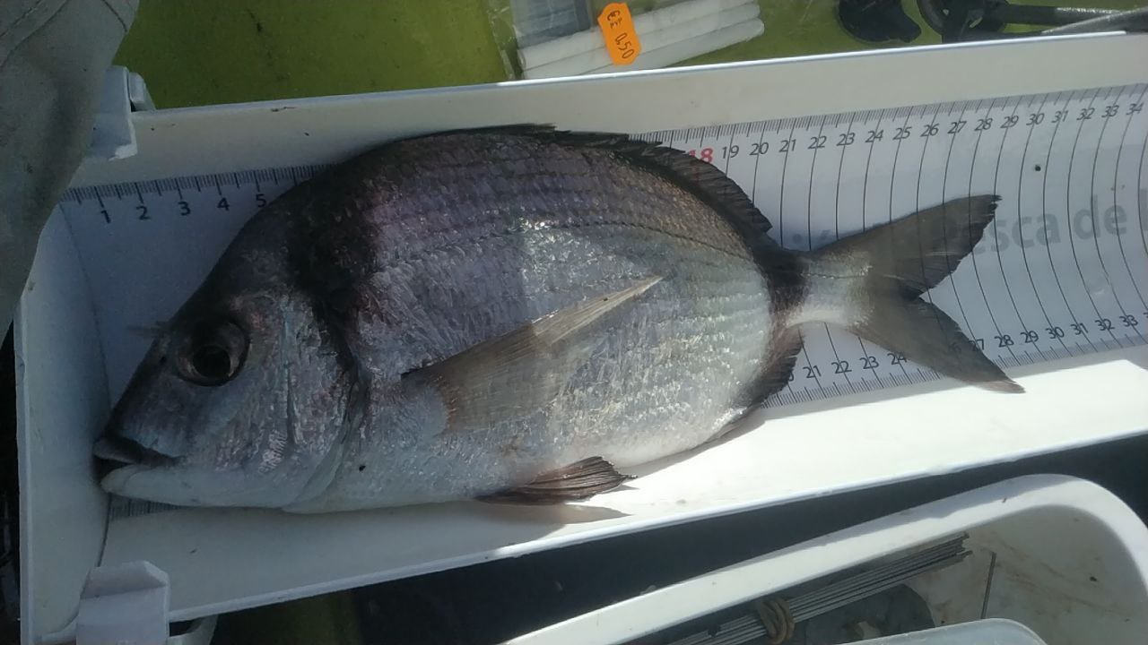 Black Bass (Largemouth bass)