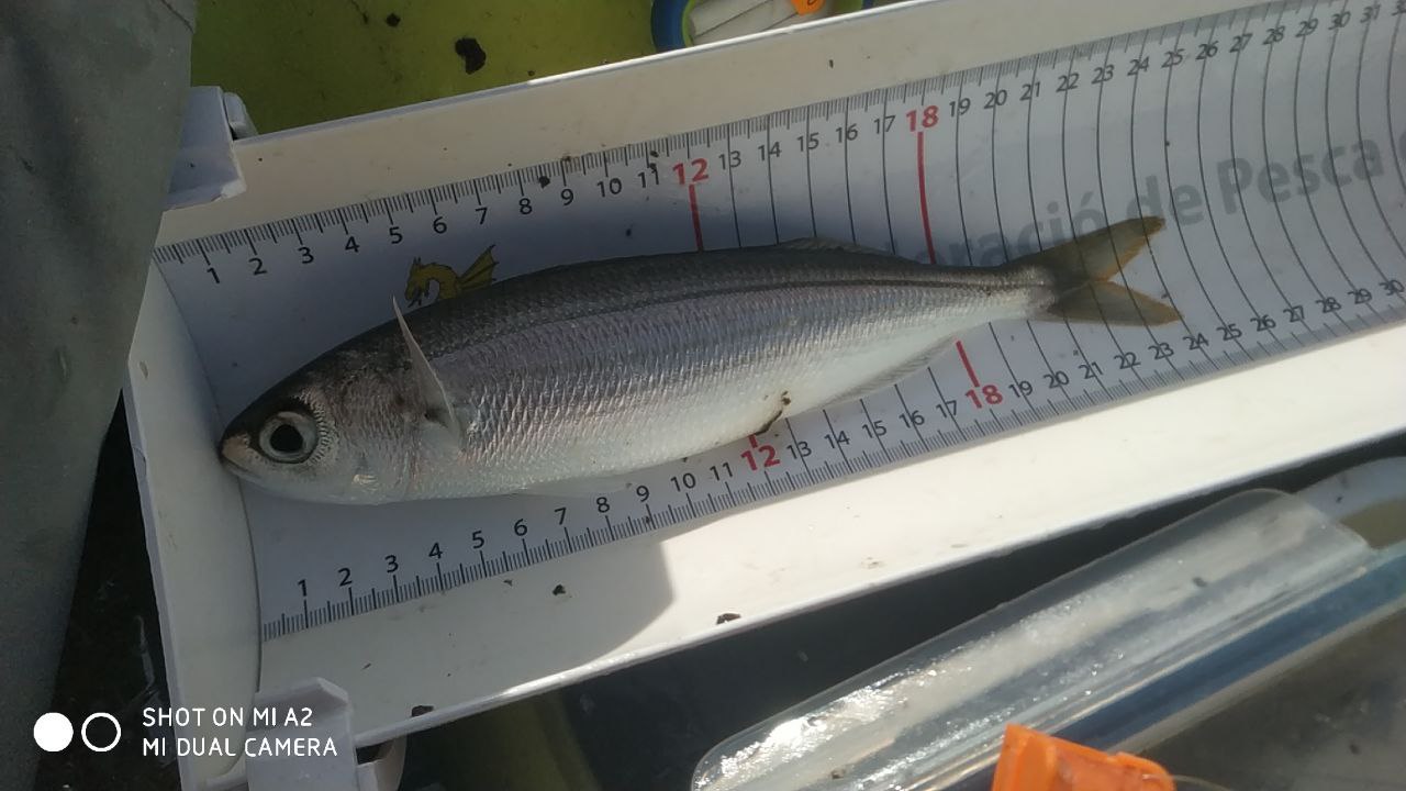 Black Bass (Largemouth bass)