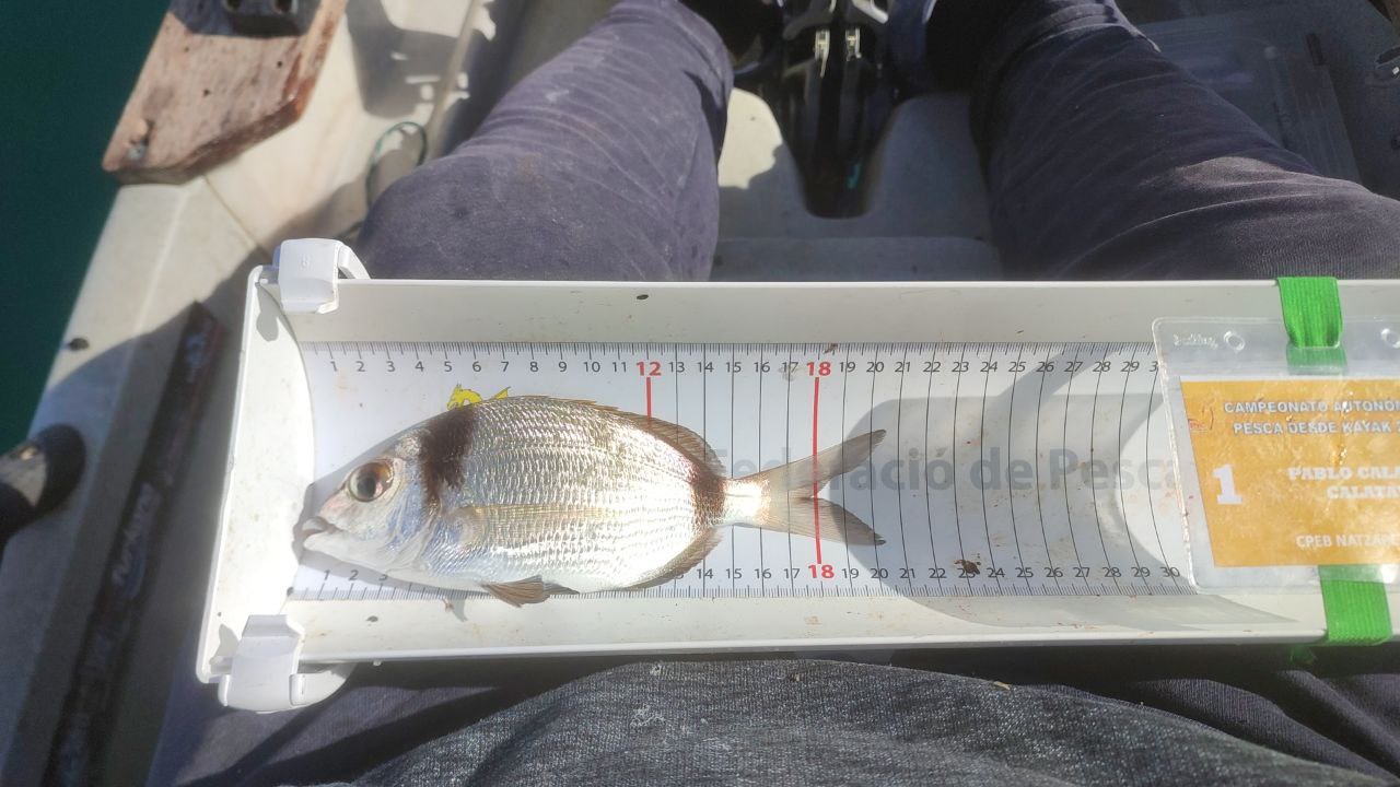 Black Bass (Largemouth bass)