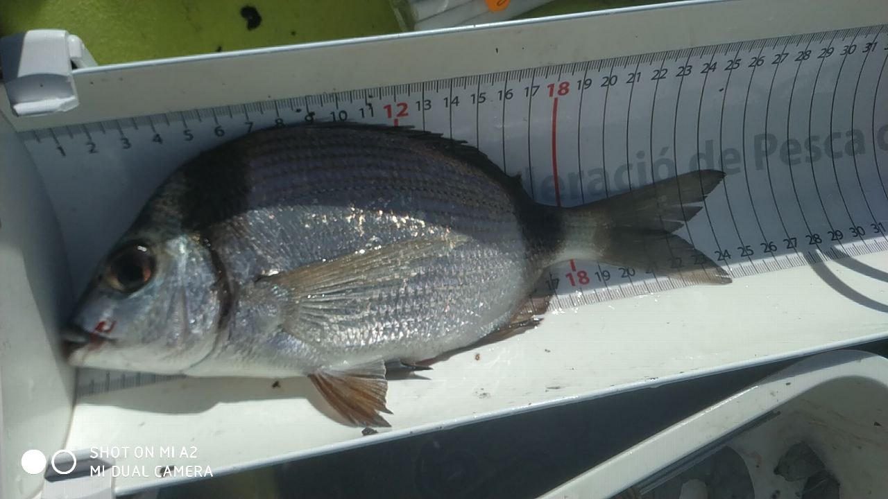 Black Bass (Largemouth bass)