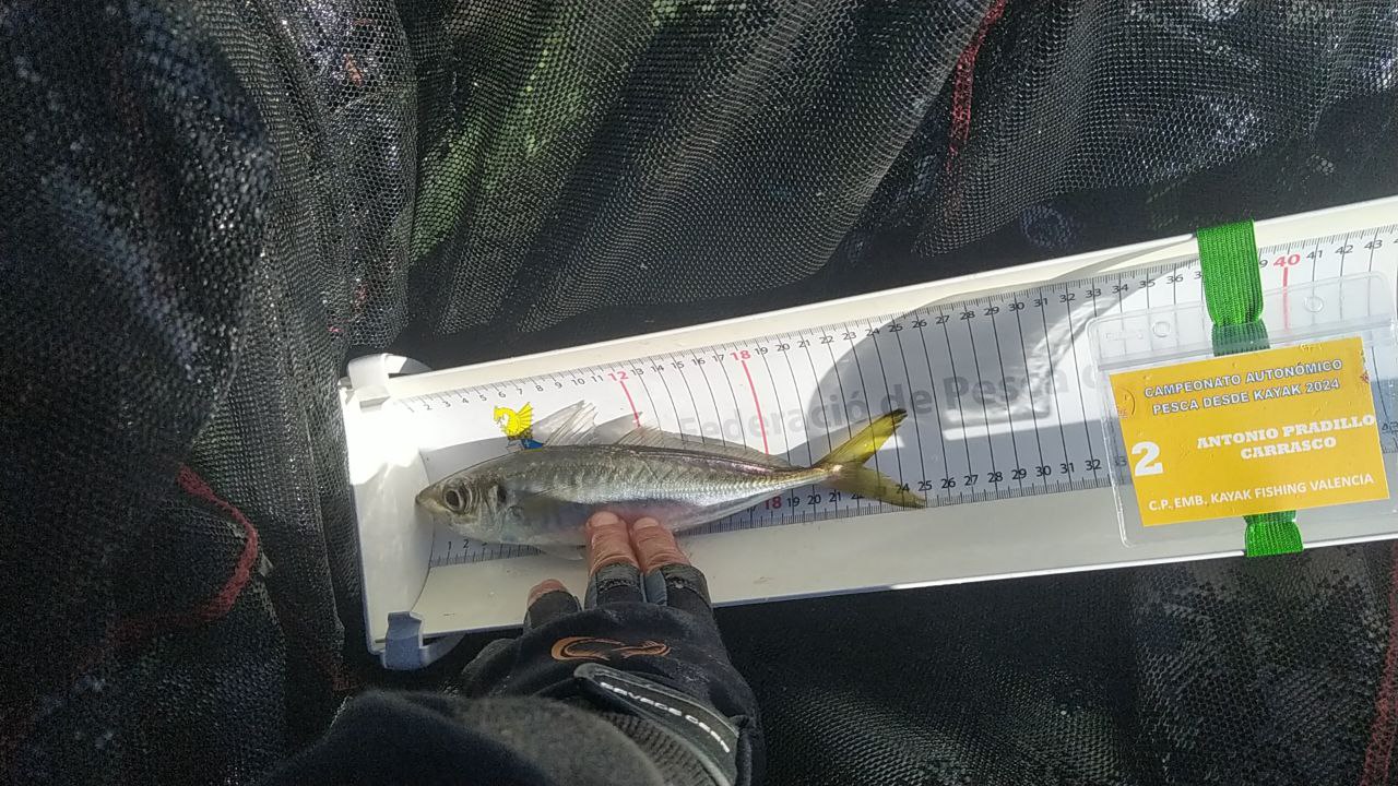 Black Bass (Largemouth bass)