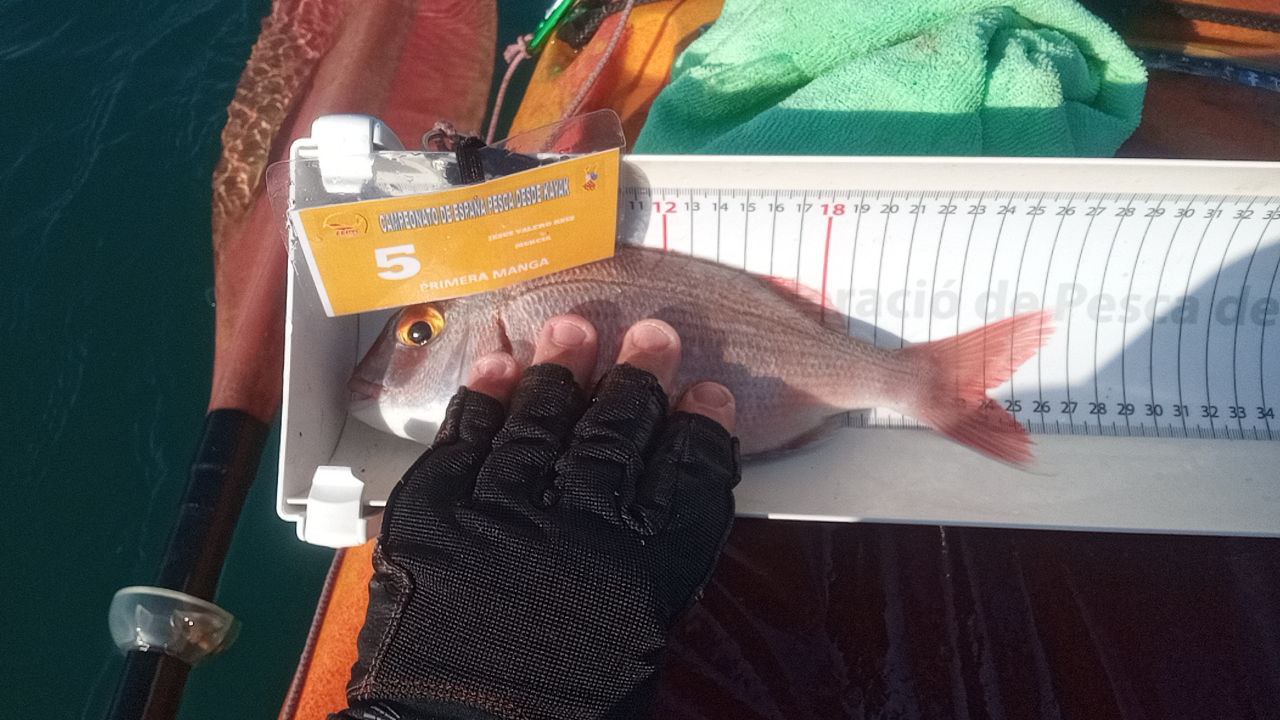 Black Bass (Largemouth bass)