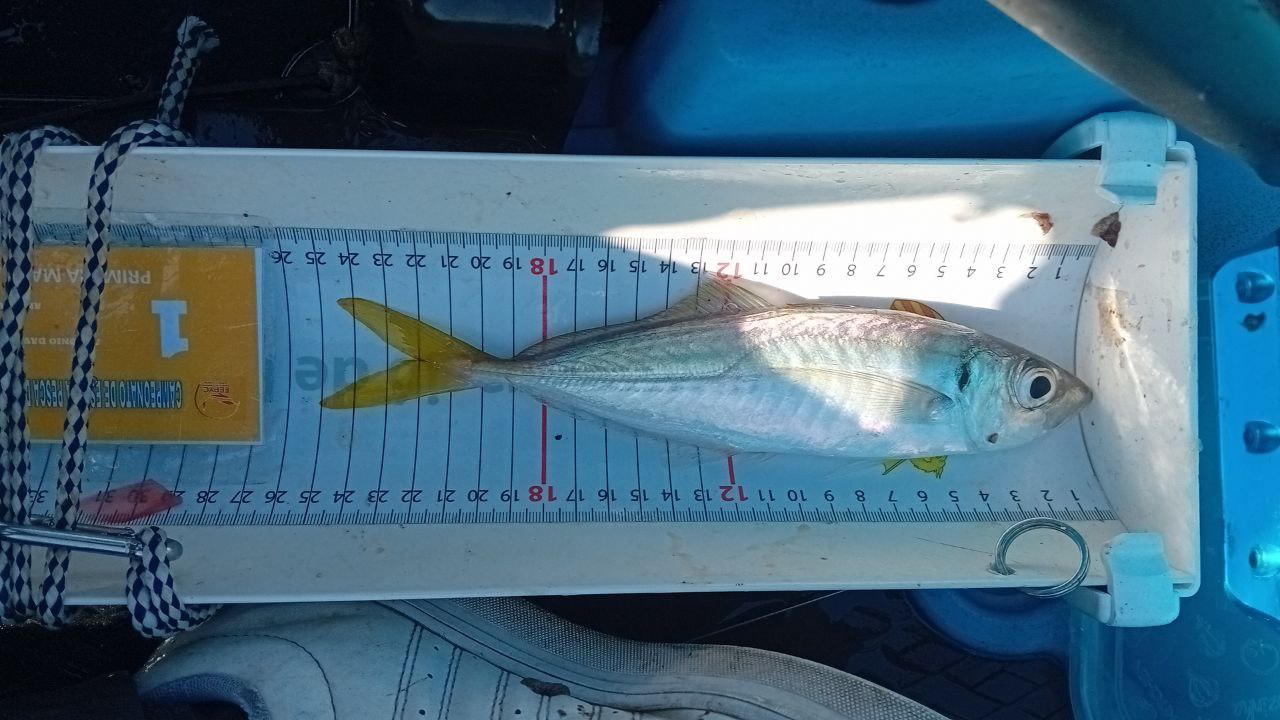 Black Bass (Largemouth bass)