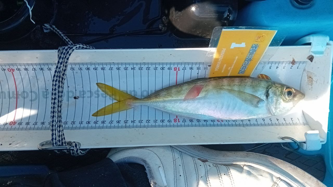 Black Bass (Largemouth bass)