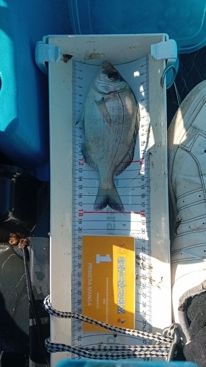 Black Bass (Largemouth bass)