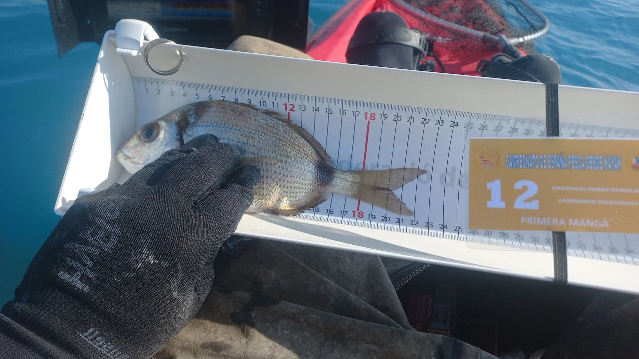 Black Bass (Largemouth bass)