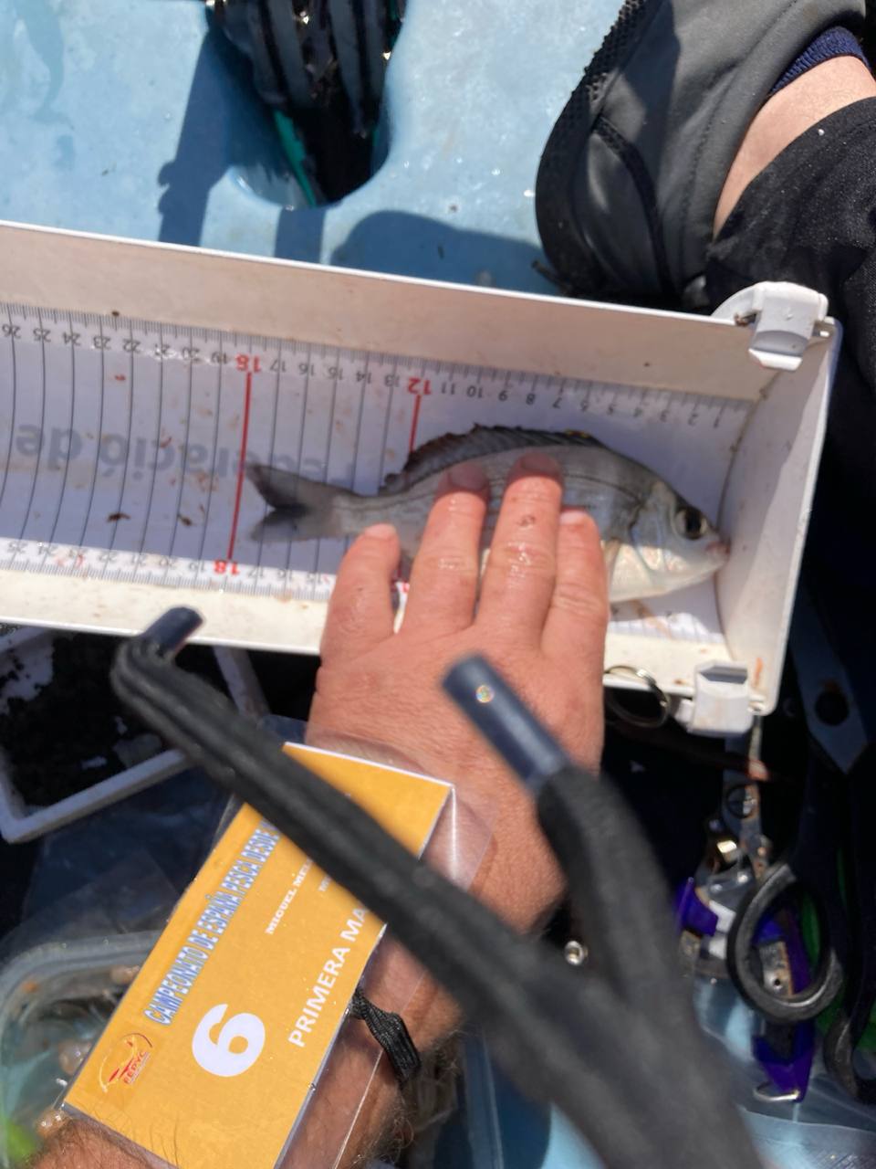 Black Bass (Largemouth bass)