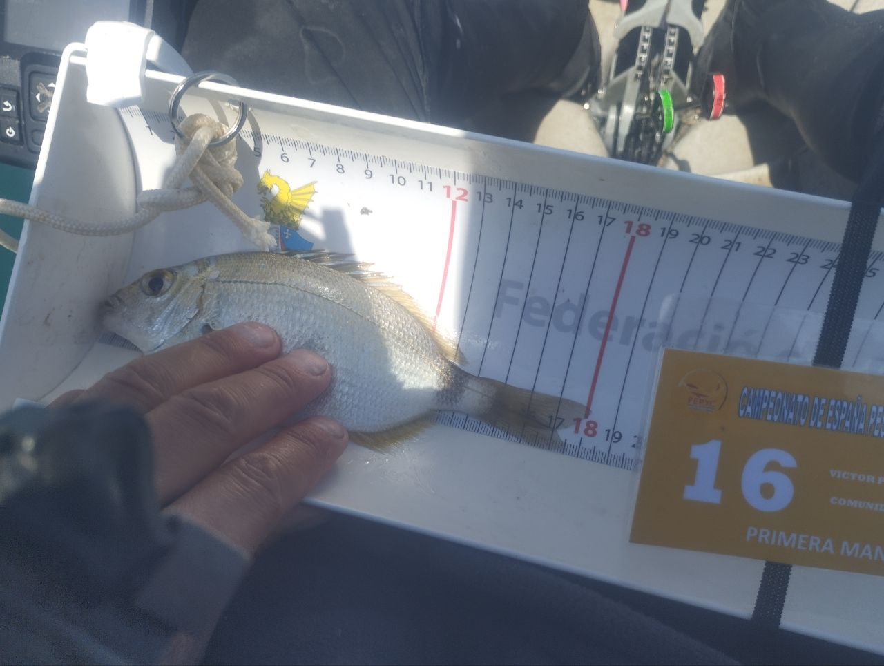 Black Bass (Largemouth bass)