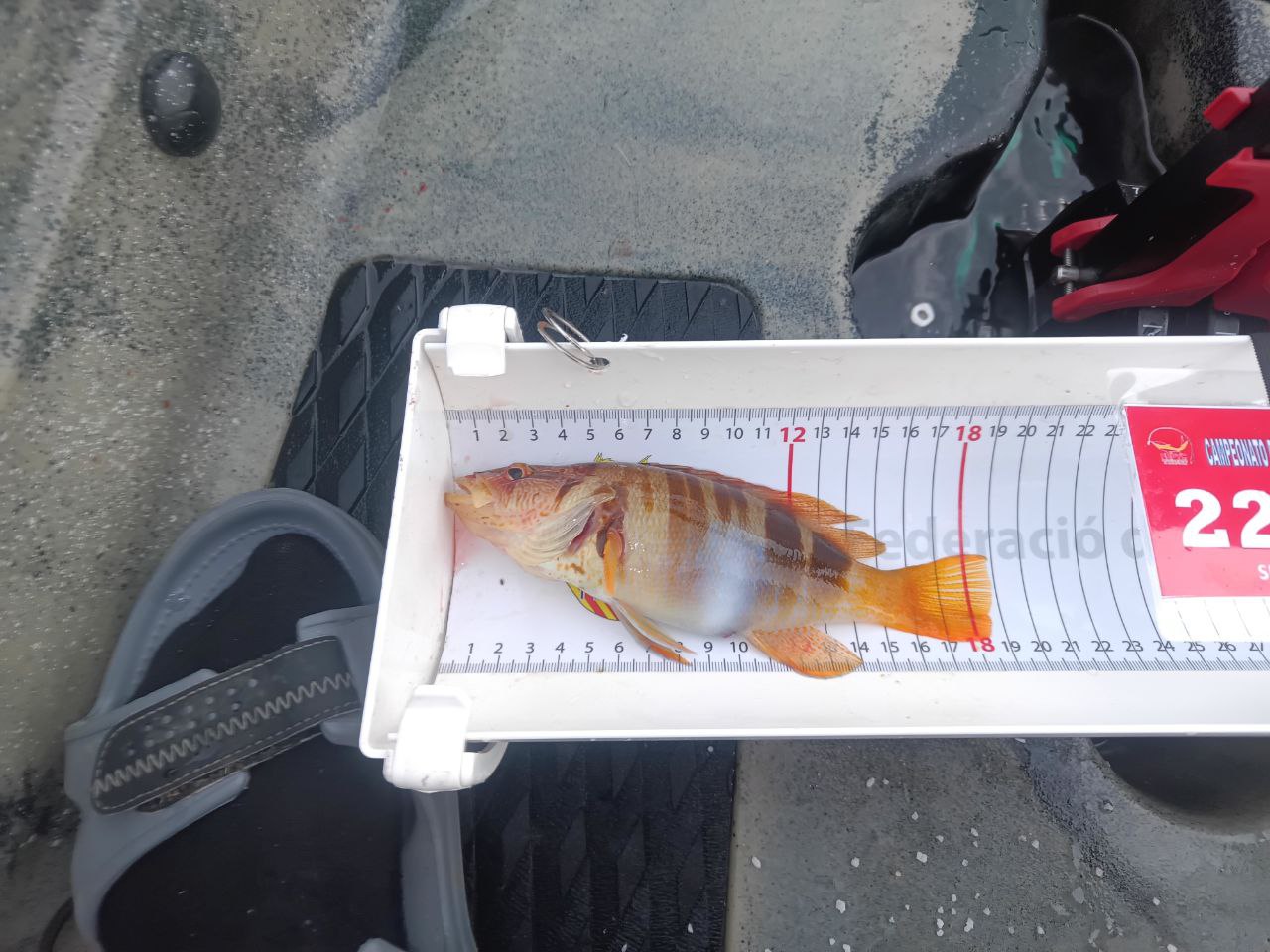 Black Bass (Largemouth bass)
