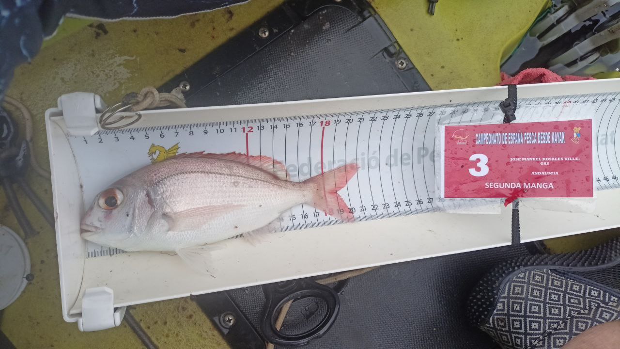 Black Bass (Largemouth bass)
