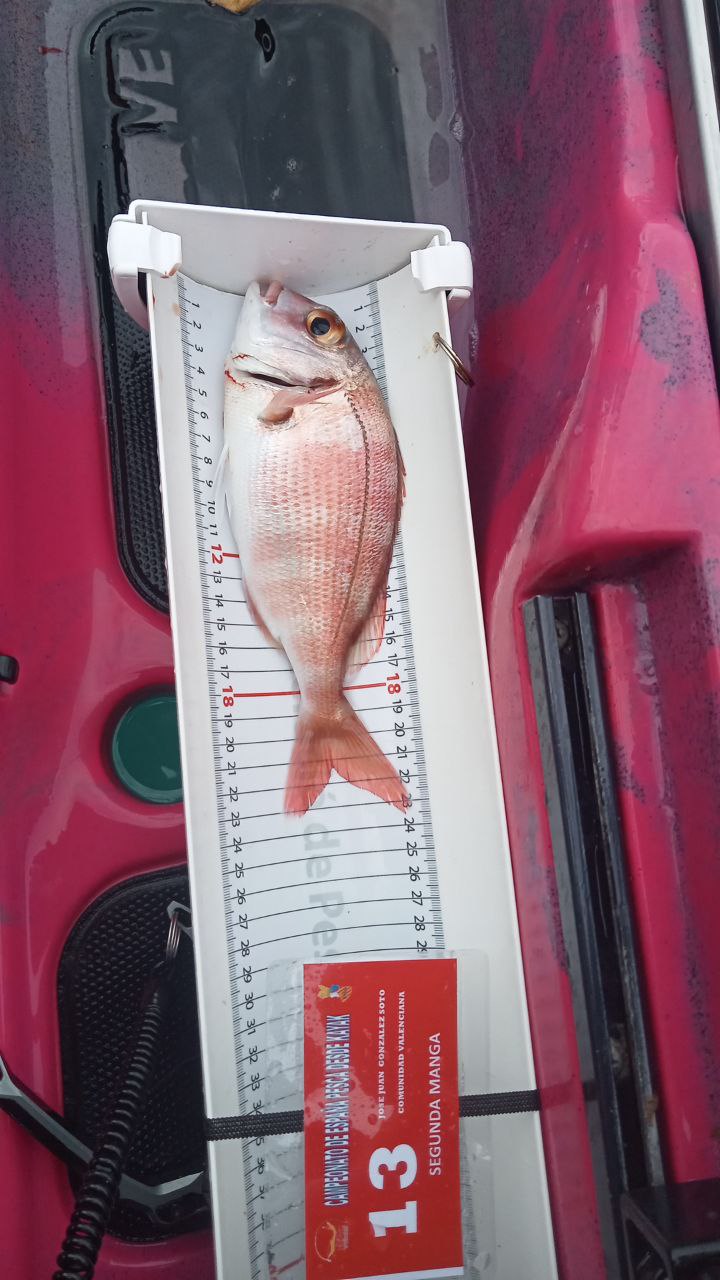 Black Bass (Largemouth bass)