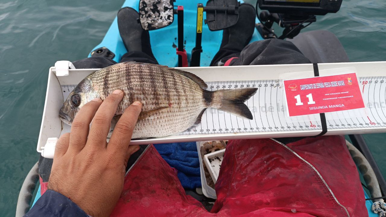 Black Bass (Largemouth bass)