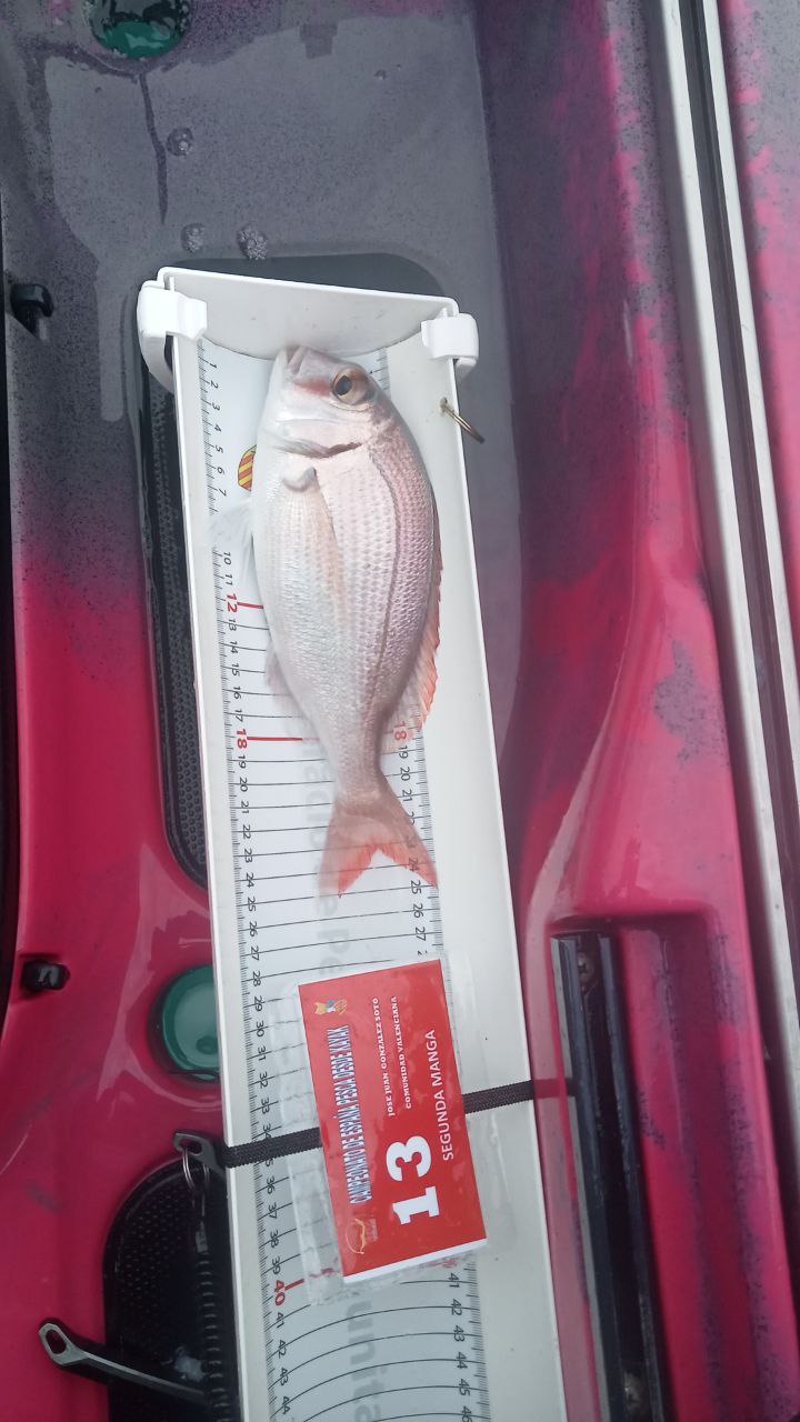 Black Bass (Largemouth bass)