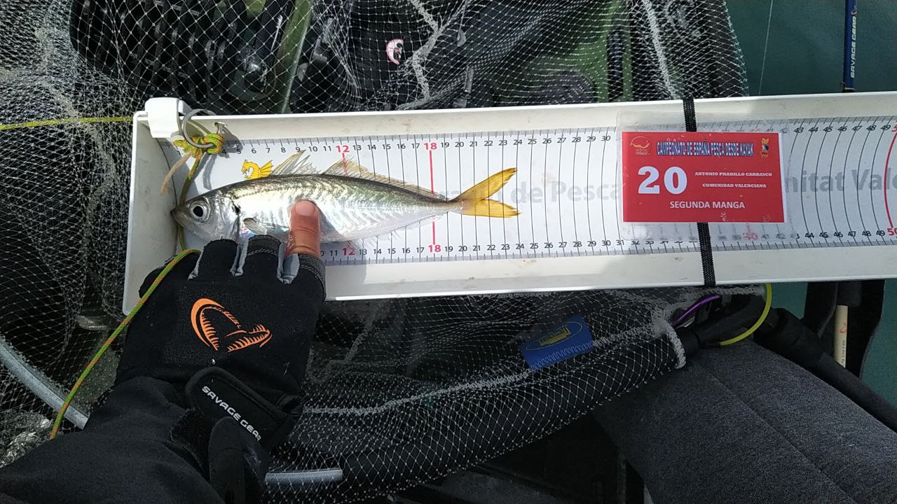 Black Bass (Largemouth bass)